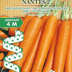 Germisem Organica Nantes 2 Semillas De Zanahoria En Cinta De 4 M Ecbio9051 0