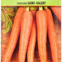 Zanahoria Saint Valery 0